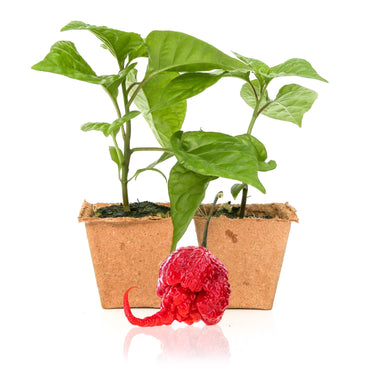 Carolina Reaper Pepper Plants - The Pepper Pantry (Formerly Marie Sharp's)